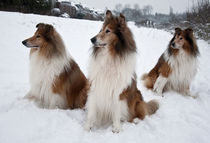 Collies von Siegfried Meyer