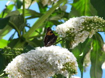 Sommerflieder mit Schmetterling von lotti