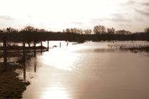 Hochwasser von magdeburgerin