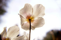 Mohn im Gegenlicht von magdeburgerin