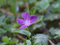 Frühlingsblume von carlekolumna