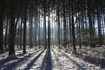 Winterwald by juergen2008