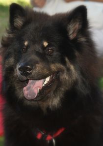 Eurasier von juergen2008