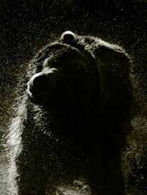 Bear I by pictures-from-joe