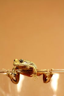 Frosch am Glasrand by Magda Fischer