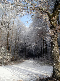 Tor im Wald von Barbara Straessle