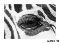 Zebra Eye