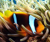 Findet Nemo by tonykaplan