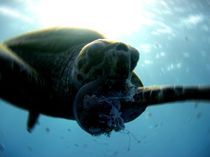 Caretta - Meeresschildkröte by tonykaplan