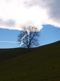 Baum auf Almwiese im Herbst by mytown