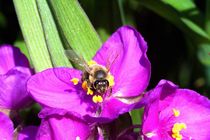 Biene und Blume von Christian Dahm