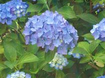 Blaue Hortensien von Marion Akkoyun