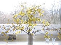 Forsythien von Marion Akkoyun