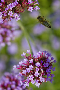 Biene im Flug von Andreas Kaczmarek