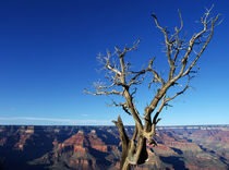 Grand Canyon mit Baumgerippe von buellom