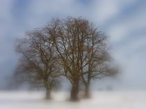 Trio im Schnee von wolfpeter