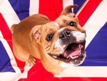 Englische Bulldogge von miekephotographie