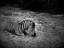Dangerous Minds-Zebra von miekephotographie