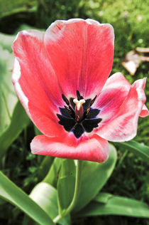 Flower in the sun von miekephotographie