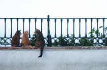 Talking Cats von miekephotographie