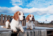 Beagels-Hundefotografie- von miekephotographie