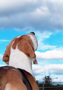 Mommy can you hear me?- Hundefotografie by miekephotographie