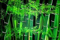 Bambu by tawin-qm