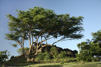 Baum von Norbert Fenske