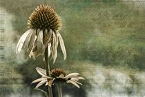 Echinacea by Regina Hauke