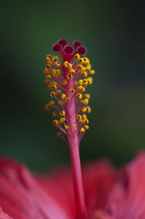 Hibiscus von pahit