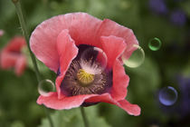 Mohn mit Bubbles von pahit