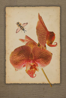 Phalaenopsis Orchidee by pahit