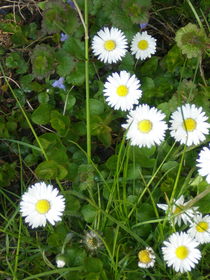 Gänseblümechen by Henriette Abt