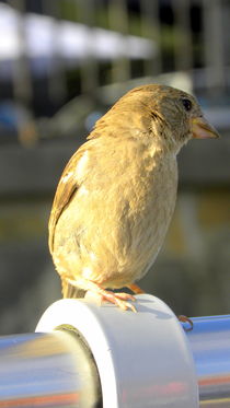 Kleiner Spatz! von tcl