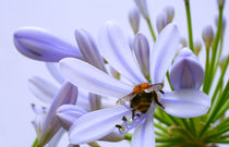 Agapanthus mit Hummelchen. von blickpunkte