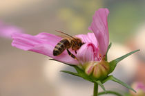 Cosmea mit Biene by blickpunkte