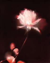 Lumen print: The rose by Silvino González Morales