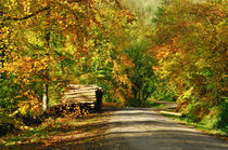 Woodland at Barbadoes Hill, Tintern, Wales von Craig Joiner