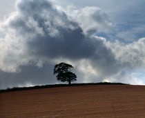 Tree on Brendon Hills, Somerset von Craig Joiner