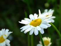 white beauty 