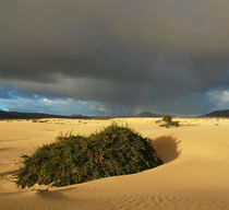 Fuerteventura, Dünenlandschaft mit Gewitterwolke von Frank Rother