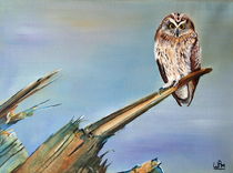 Short-eared owl von Wendy Mitchell