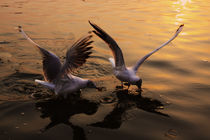 Hungry and Happy - 1, Varanasi , India by Soumen Nath