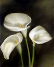 drei Calla by Ingrid Clement-Grimmer