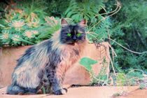Katze mediterran von pahit