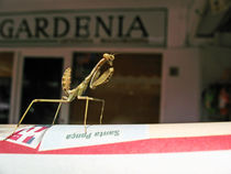 Little Mantis Lost In Town by pahit