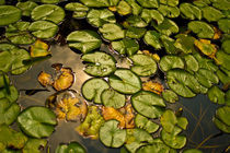 Lily Pads von Scott Smith