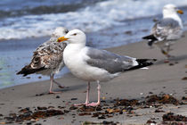 Spaziergang am Ostseestrand by captainsilva