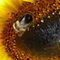 Biene-und-sonnenblume