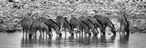 Zebras in Line by Jürgen Klust